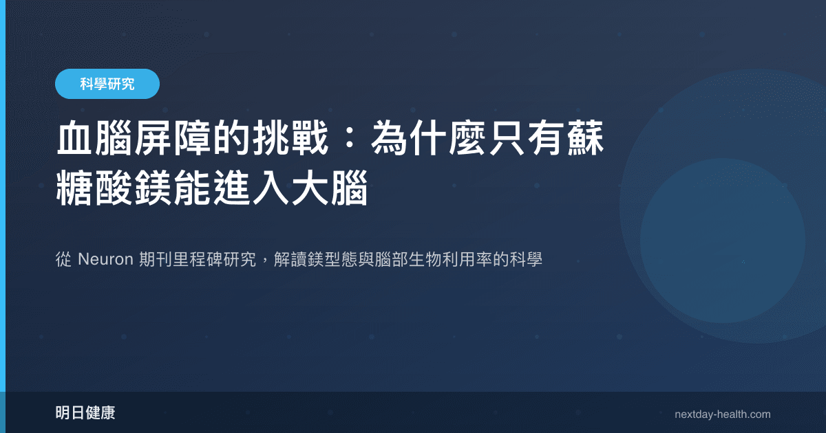 血腦屏障的挑戰：為什麼只有蘇糖酸鎂能進入大腦