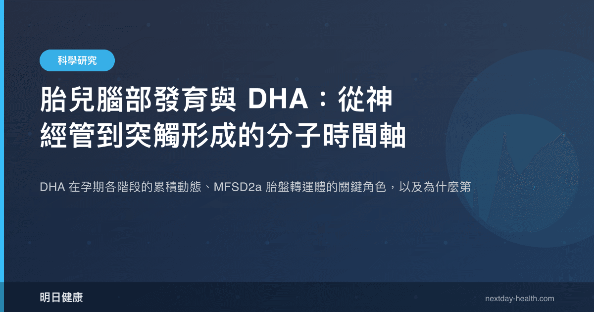 胎兒腦部發育與 DHA：從神經管到突觸形成的分子時間軸